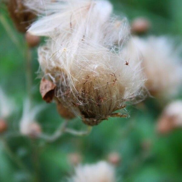 Cirsium arvense Fruto