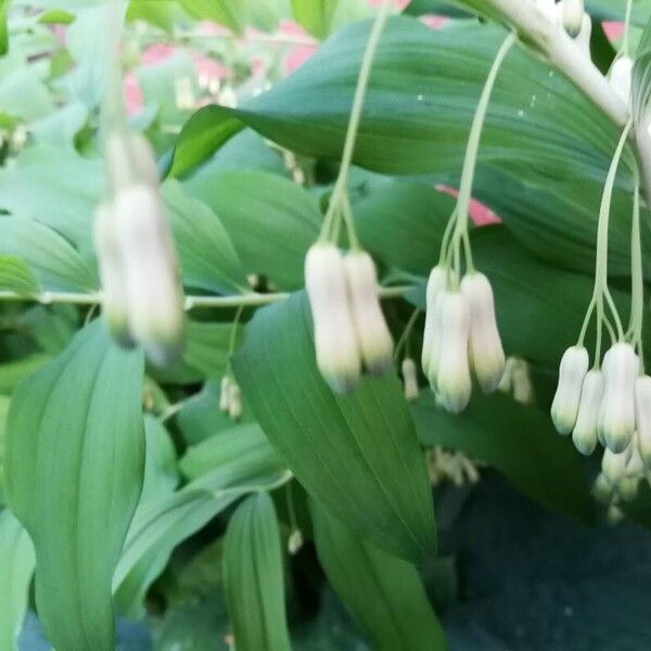 Polygonatum multiflorum 花