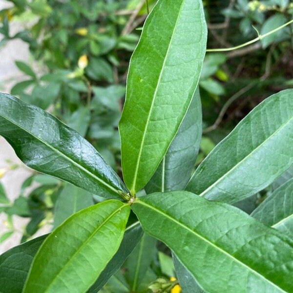 Allamanda schottii Feuille