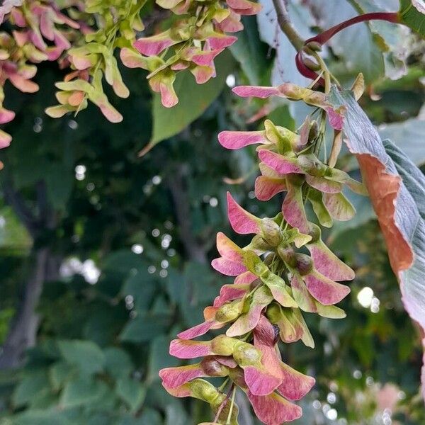 Acer davidii ഫലം