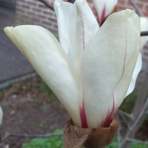 Magnolia cylindrica Blomst