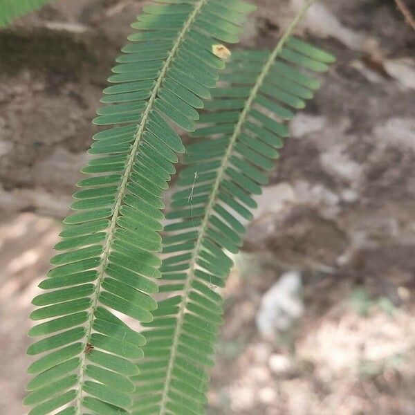 Phyllanthus emblica Blad