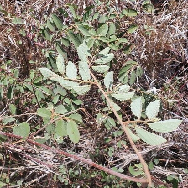 Grewia bicolor Folha