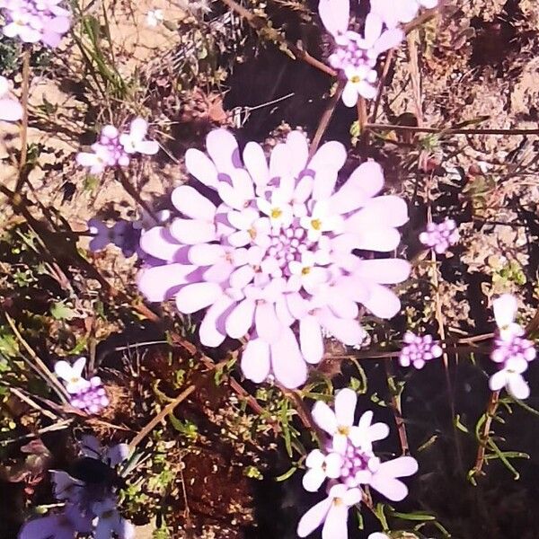 Iberis linifolia Flor