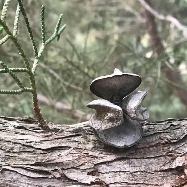 Juniperus phoenicea Frugt