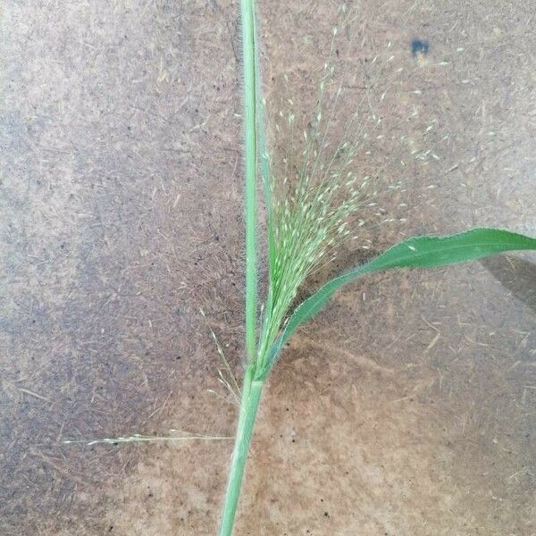 Panicum capillare Blomma