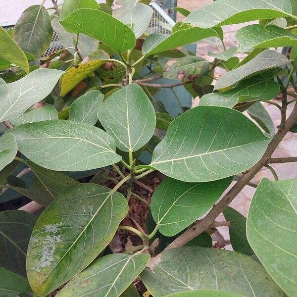 Ficus benghalensis Leaf