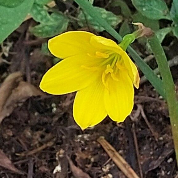 Zephyranthes citrina പുഷ്പം