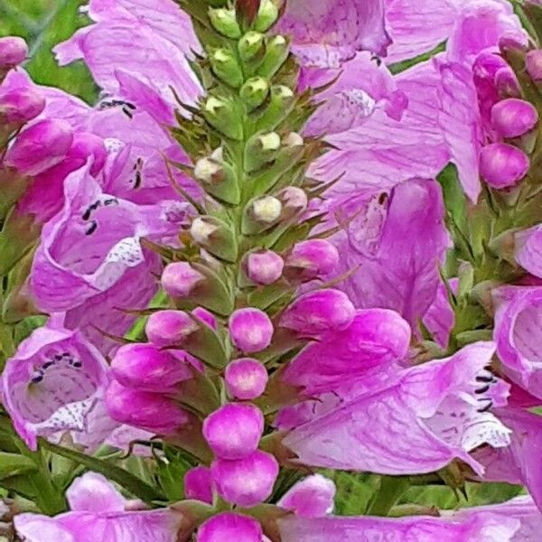 Physostegia virginiana Flower