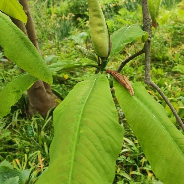 Magnolia tripetala Leaf