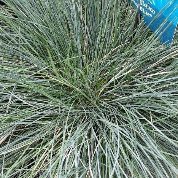 Festuca glauca Ліст