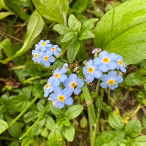 Myosotis scorpioides Flower