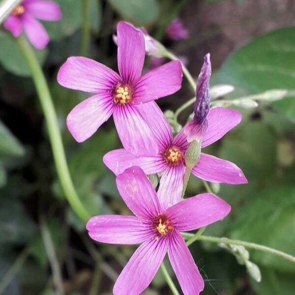 Oxalis articulata Blüte