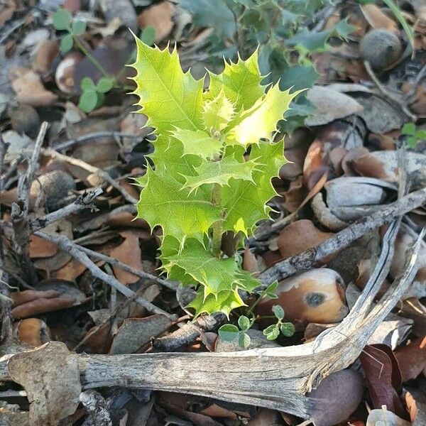 Quercus coccifera Fuelha