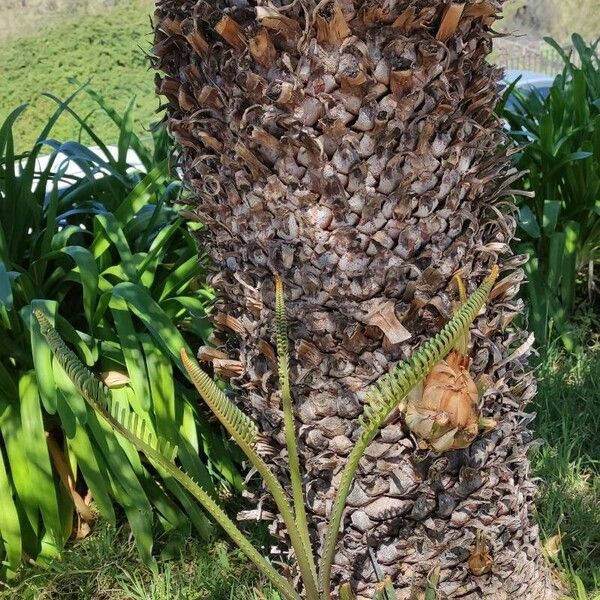 Cycas circinalis Bark