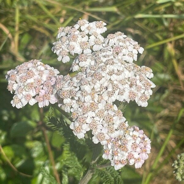 Achillea millefolium Flor