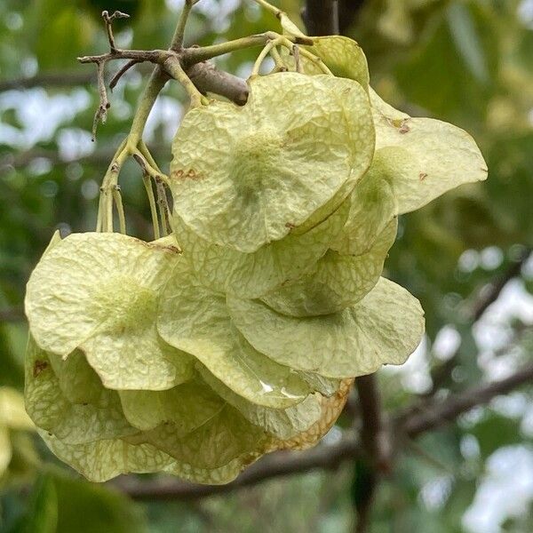 Ptelea trifoliata Fruchs