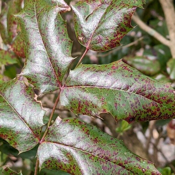 Berberis aquifolium Лист