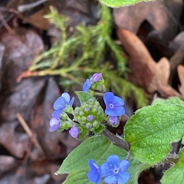 Brunnera macrophylla Blomst