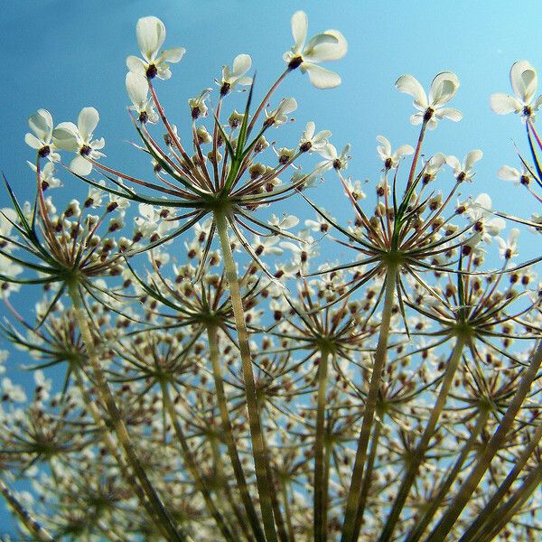 Daucus carota Λουλούδι