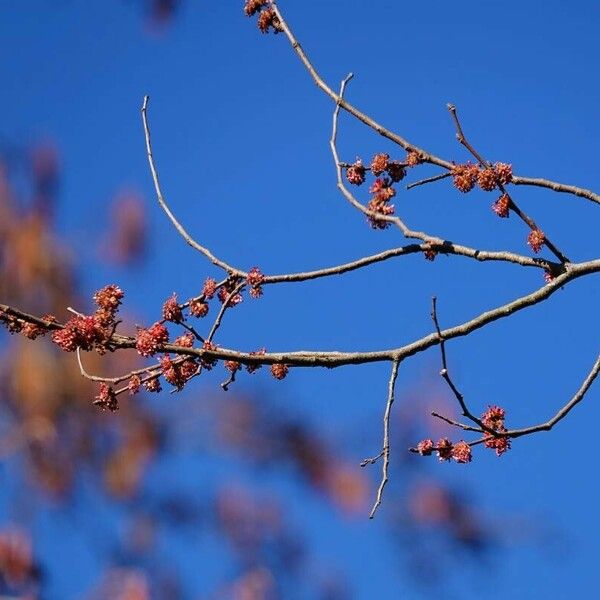 Acer rubrum Virág