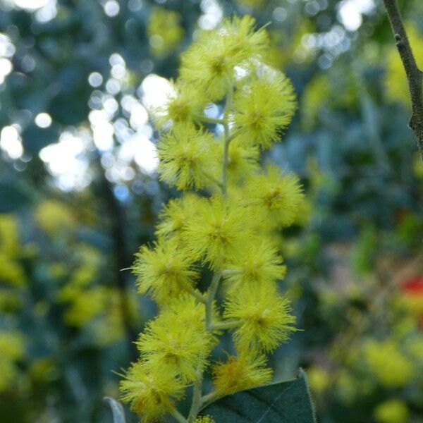 Acacia podalyriifolia Blomst