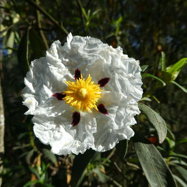 Cistus ladanifer Blüte