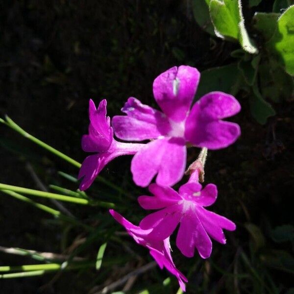 Primula hirsuta Flor