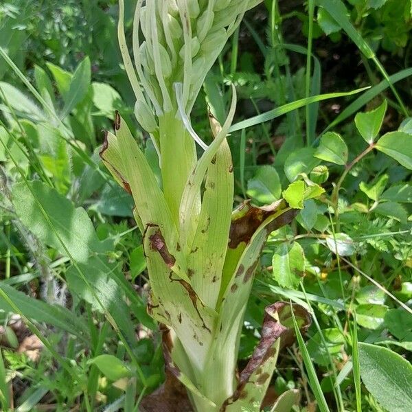 Himantoglossum hircinum Vekstform