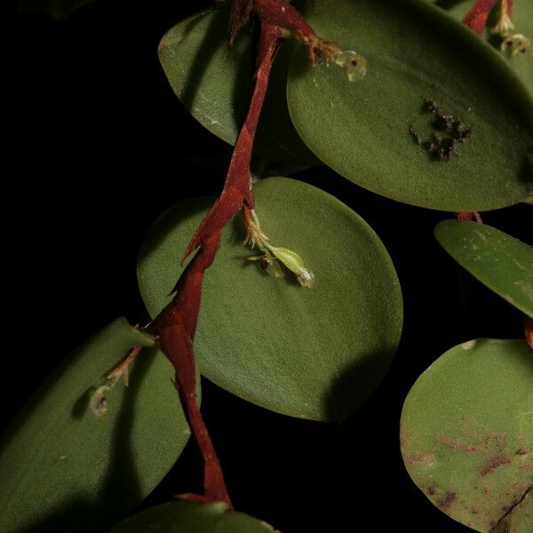 Bulbophyllum lepanthiflorum Flor