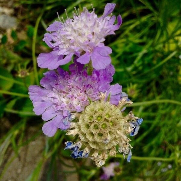 Scabiosa columbaria Blodyn