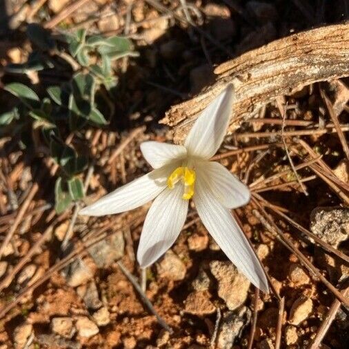 Crocus versicolor Květ