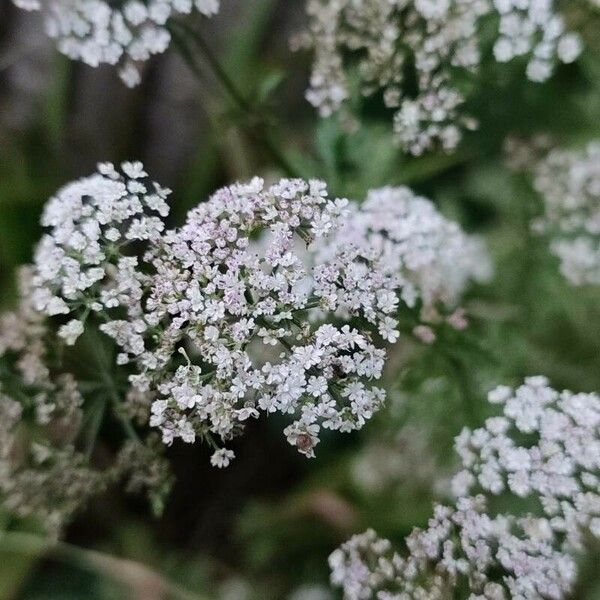 Torilis japonica Blomst