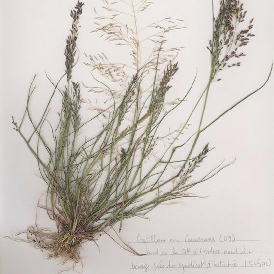 Eragrostis pilosa 整株植物