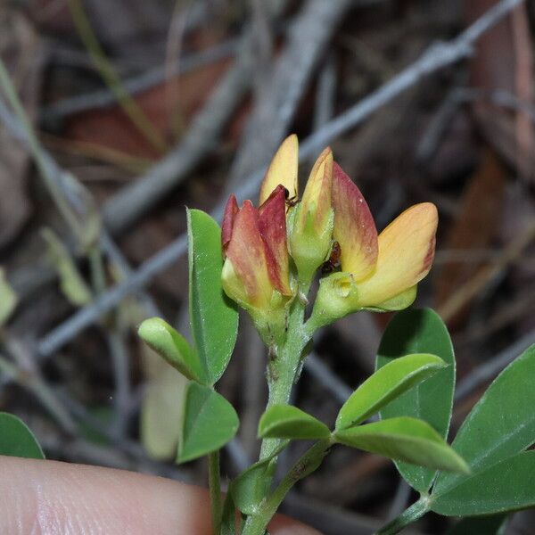 Crotalaria goreensis Flors