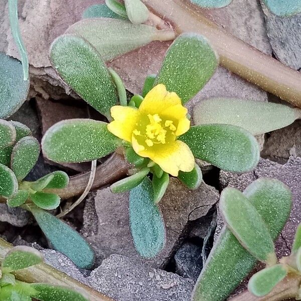 Portulaca oleracea Kukka