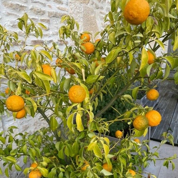 Citrus × aurantium Frukto