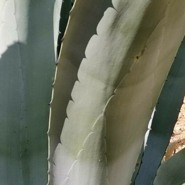 Agave weberi Blatt