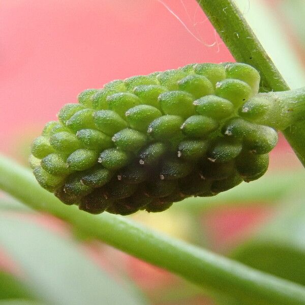 Ranunculus sceleratus Fruit