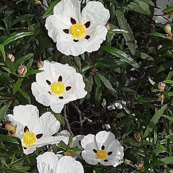 Cistus ladanifer Habit