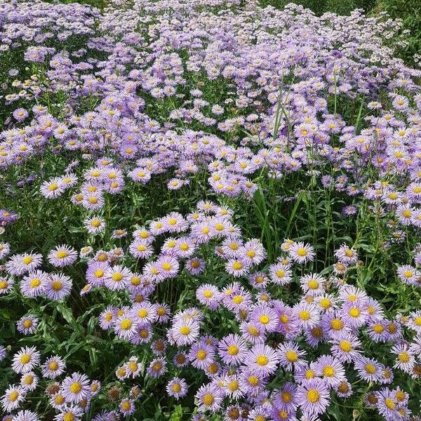 Erigeron glabellus 花