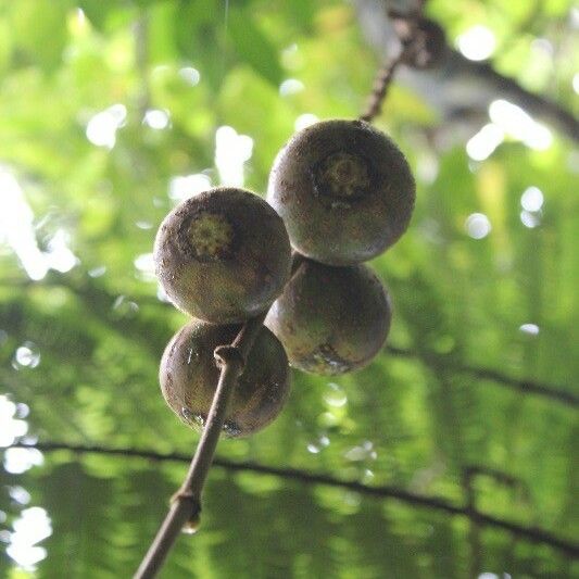 Ficus mauritiana Frutto