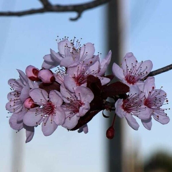 Prunus cerasifera Květ