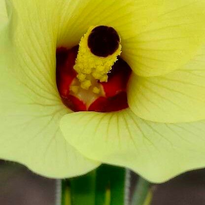 Abelmoschus esculentus Квітка