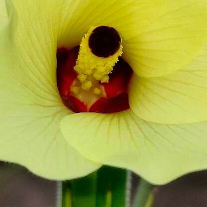 Abelmoschus esculentus Blüte