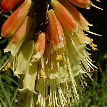 Kniphofia uvaria Õis