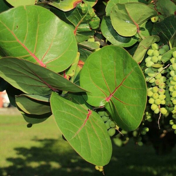 Coccoloba uvifera Folla