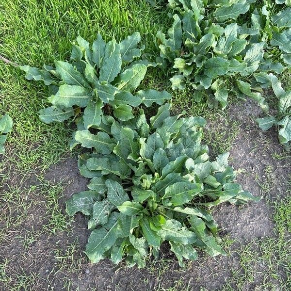 Rumex patientia Leaf