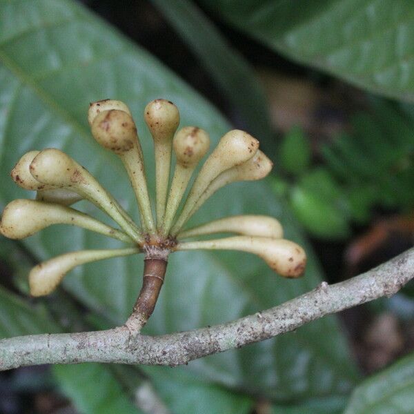 Anaxagorea phaeocarpa Fruit