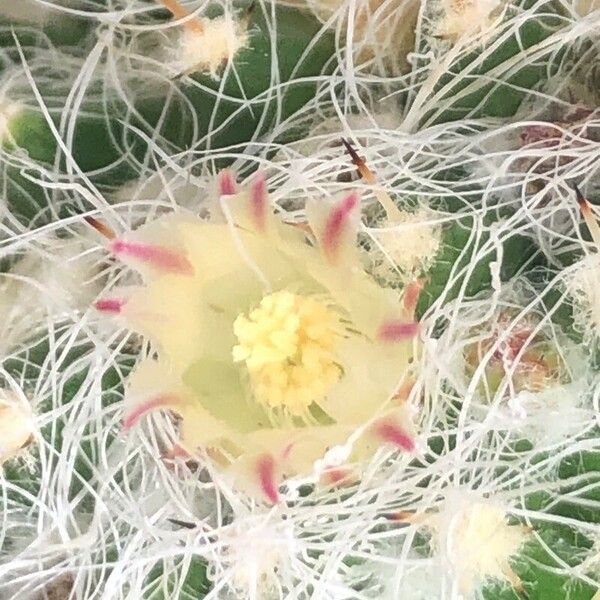 Mammillaria karwinskiana Цвят